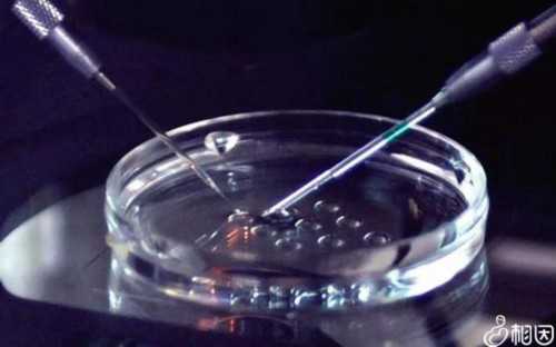 早孕吃话梅会不会致畸，盘点十大孕妇禁吃水果