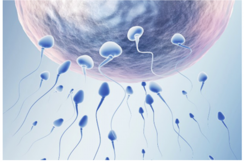 试管移植后吃牛油果-试管移植后吃牛油果有助胚胎着床吗？