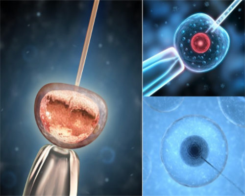 雪卵是什么意思