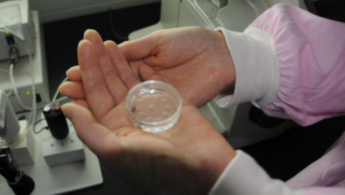 广州代怀生子价格,少精症导致不孕不育的概率高吗？通过玖珈壹的试管婴儿技