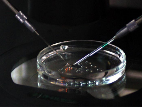 大量使用抗生素的危害（雌激素的作用）~代怀咨询男孩