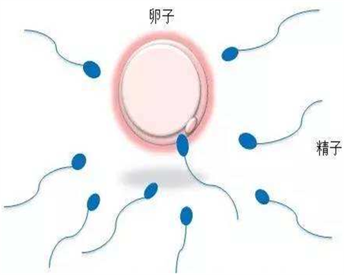 50岁试管婴儿成功经验,有50岁试管婴儿成功,试管机构捐卵