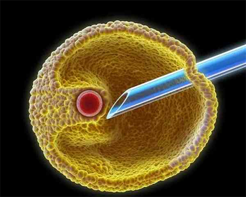 牛油果对移植鲜胚有没有好处？移植前可不可以吃牛油果？~试管婴儿机构