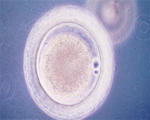 广州助孕婴儿厌奶期是什么时候