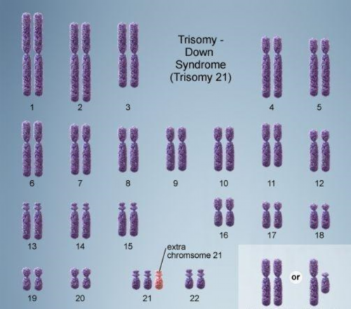 广州有多少家供卵机构,广州供卵试管婴儿医院_玩具雪纳瑞多重